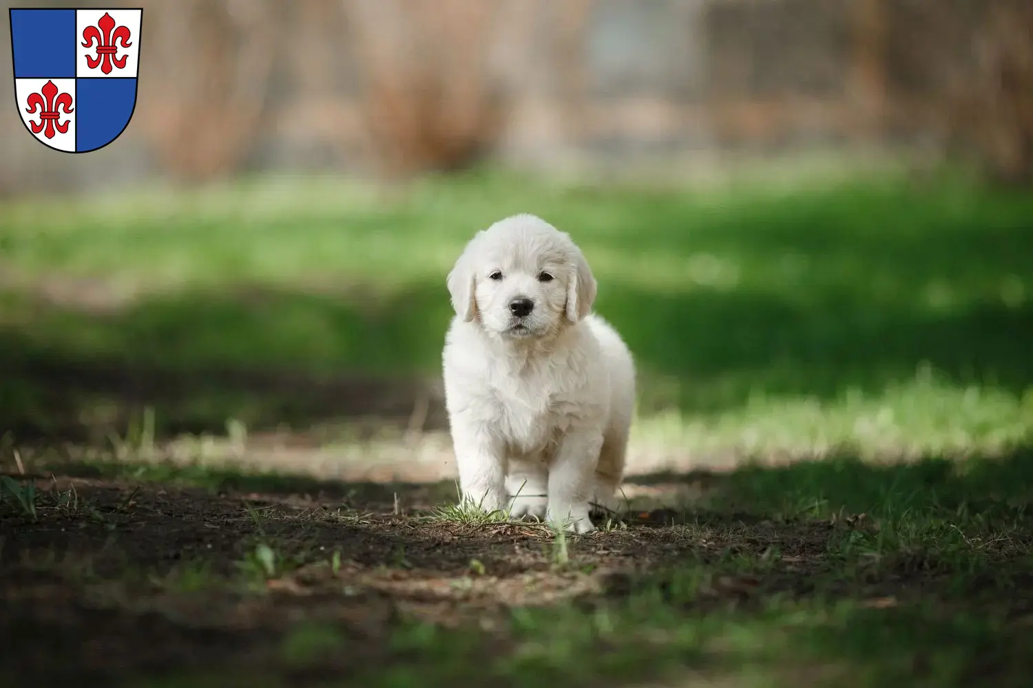 Mehr über den Artikel erfahren Golden Retriever Züchter und Welpen in Karlstadt