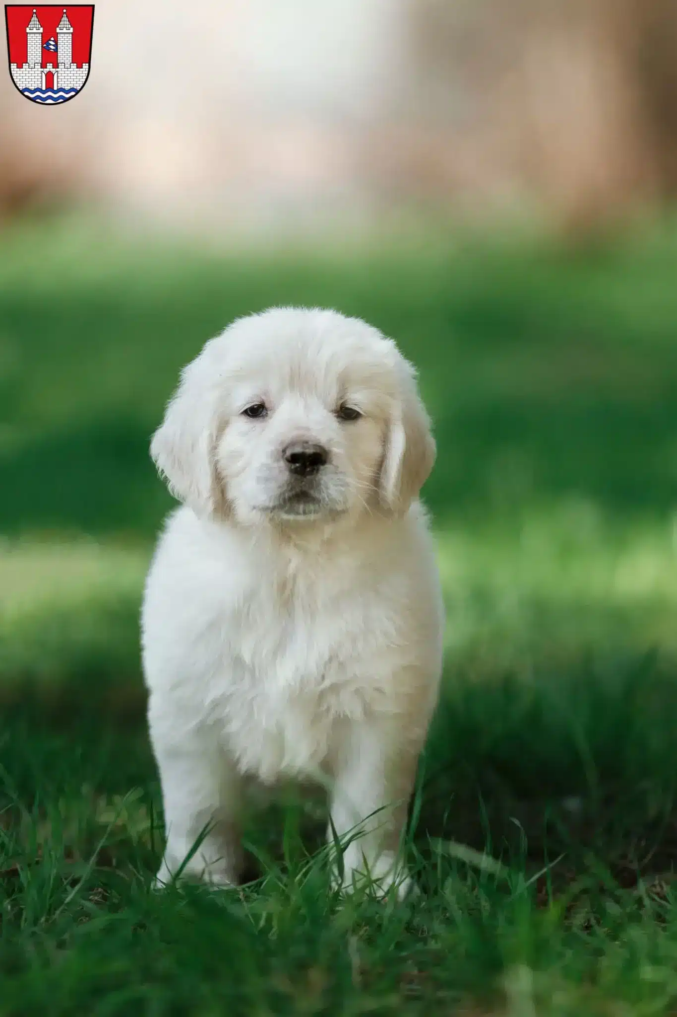 Mehr über den Artikel erfahren Golden Retriever Züchter und Welpen in Kelheim