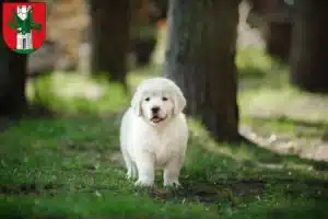 Mehr über den Artikel erfahren Golden Retriever Züchter und Welpen in Klagenfurt