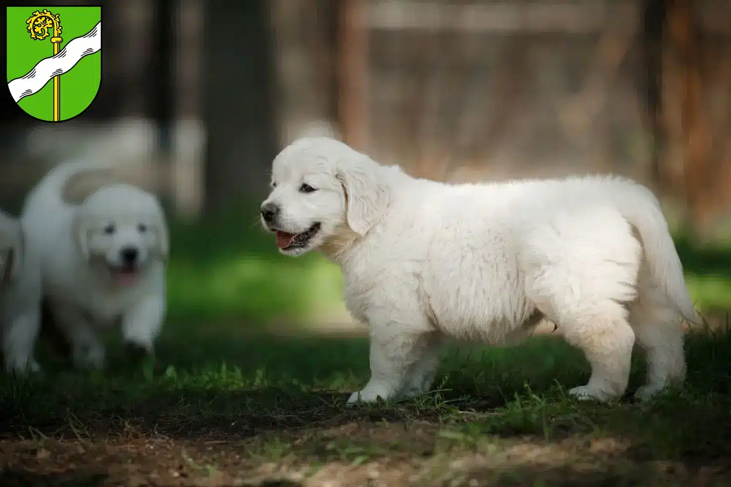 Mehr über den Artikel erfahren Golden Retriever Züchter und Welpen in Kusel