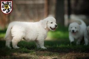 Mehr über den Artikel erfahren Golden Retriever Züchter und Welpen in Landau in der Pfalz