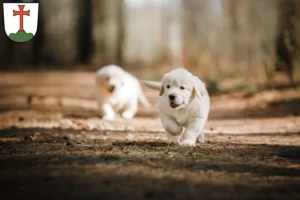 Mehr über den Artikel erfahren Golden Retriever Züchter und Welpen in Landsberg am Lech