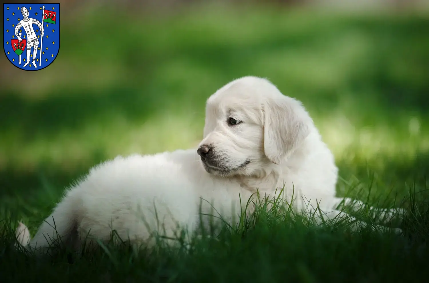 Golden Retriever Züchter und Welpen in Lauterbach (Hessen) - GoldenR.de