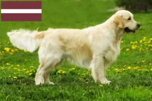 Mehr über den Artikel erfahren Golden Retriever Züchter und Welpen in Lettland