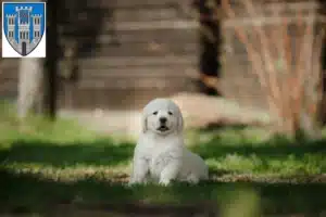 Mehr über den Artikel erfahren Golden Retriever Züchter und Welpen in Limburg an der Lahn