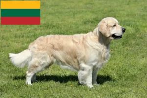 Mehr über den Artikel erfahren Golden Retriever Züchter und Welpen in Litauen