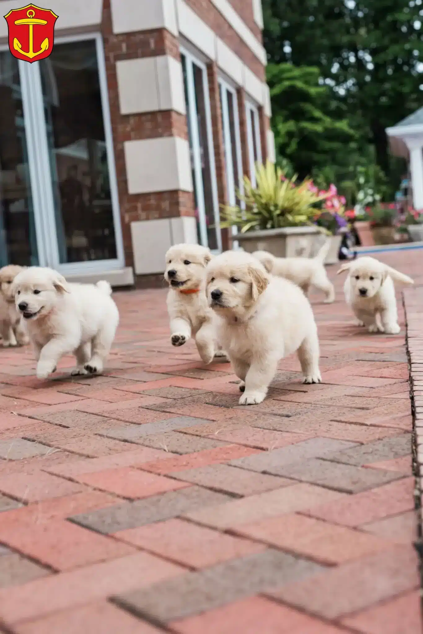 Mehr über den Artikel erfahren Golden Retriever Züchter und Welpen in Ludwigshafen am Rhein