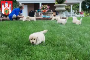 Mehr über den Artikel erfahren Golden Retriever Züchter und Welpen in Lüneburg