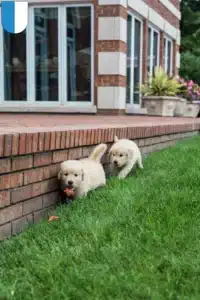 Mehr über den Artikel erfahren Golden Retriever Züchter und Welpen in Luzern