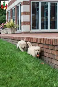 Mehr über den Artikel erfahren Golden Retriever Züchter und Welpen in Magdeburg