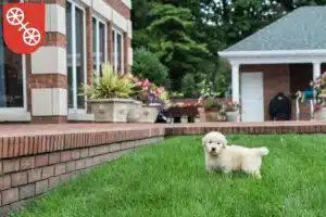 Mehr über den Artikel erfahren Golden Retriever Züchter und Welpen in Mainz