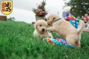 Mehr über den Artikel erfahren Golden Retriever Züchter und Welpen in Meißen