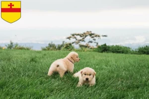 Mehr über den Artikel erfahren Golden Retriever Züchter und Welpen in Meppen