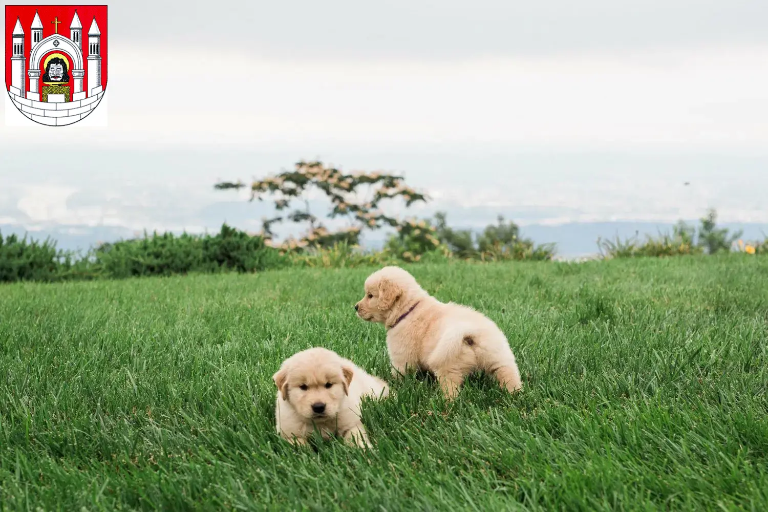 Mehr über den Artikel erfahren Golden Retriever Züchter und Welpen in Merseburg