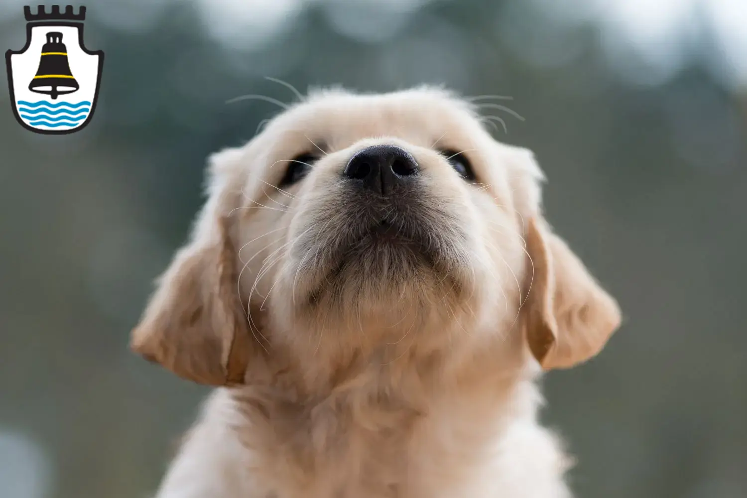 Mehr über den Artikel erfahren Golden Retriever Züchter und Welpen in Mindelheim