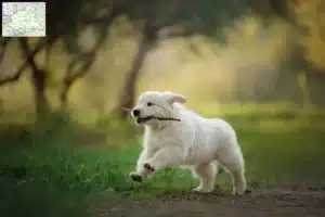 Mehr über den Artikel erfahren Golden Retriever Züchter und Welpen aus dem Münsterland