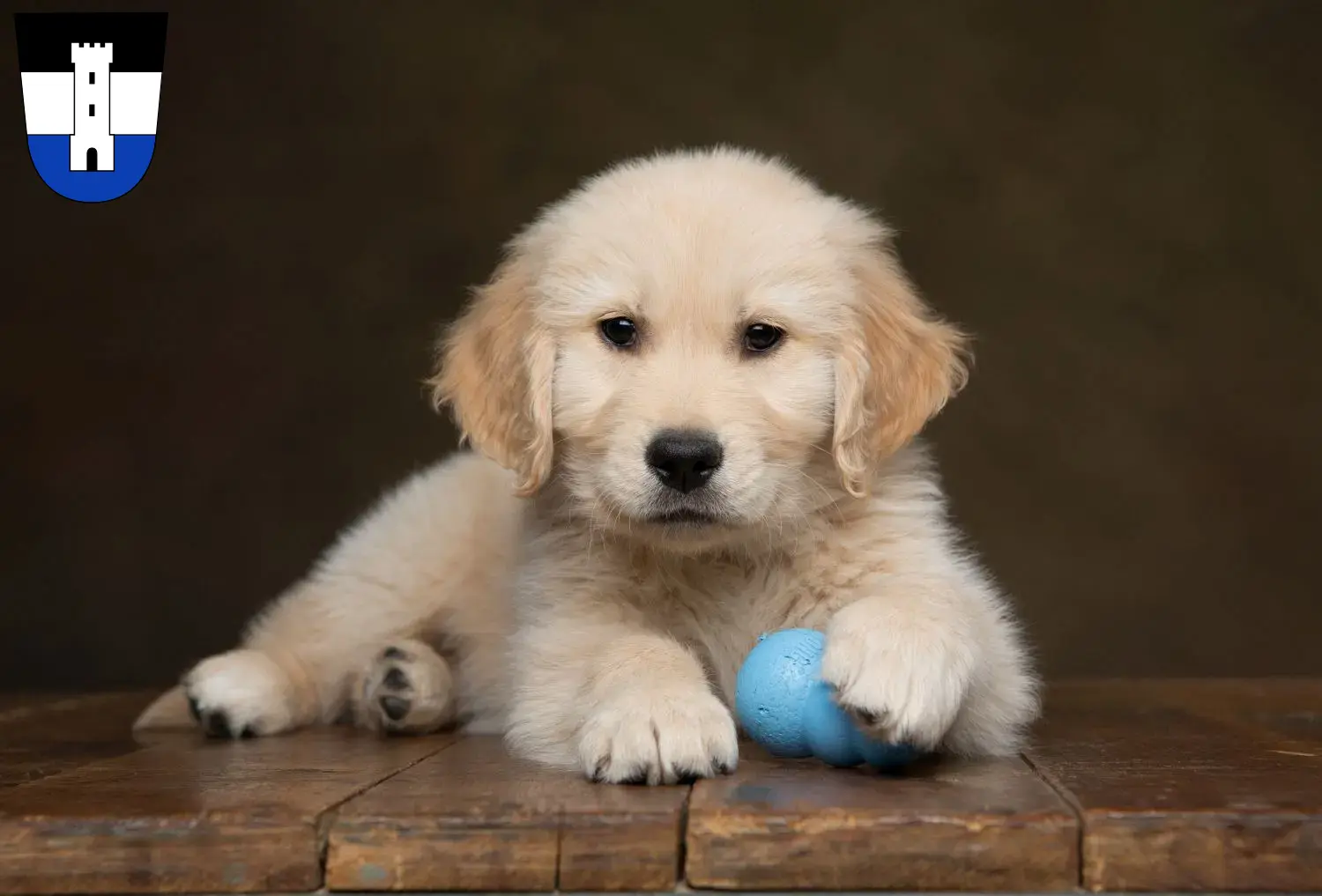 Mehr über den Artikel erfahren Golden Retriever Züchter und Welpen in Neu-Ulm