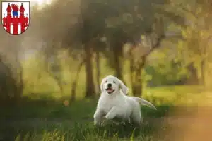 Mehr über den Artikel erfahren Golden Retriever Züchter und Welpen in Neubrandenburg