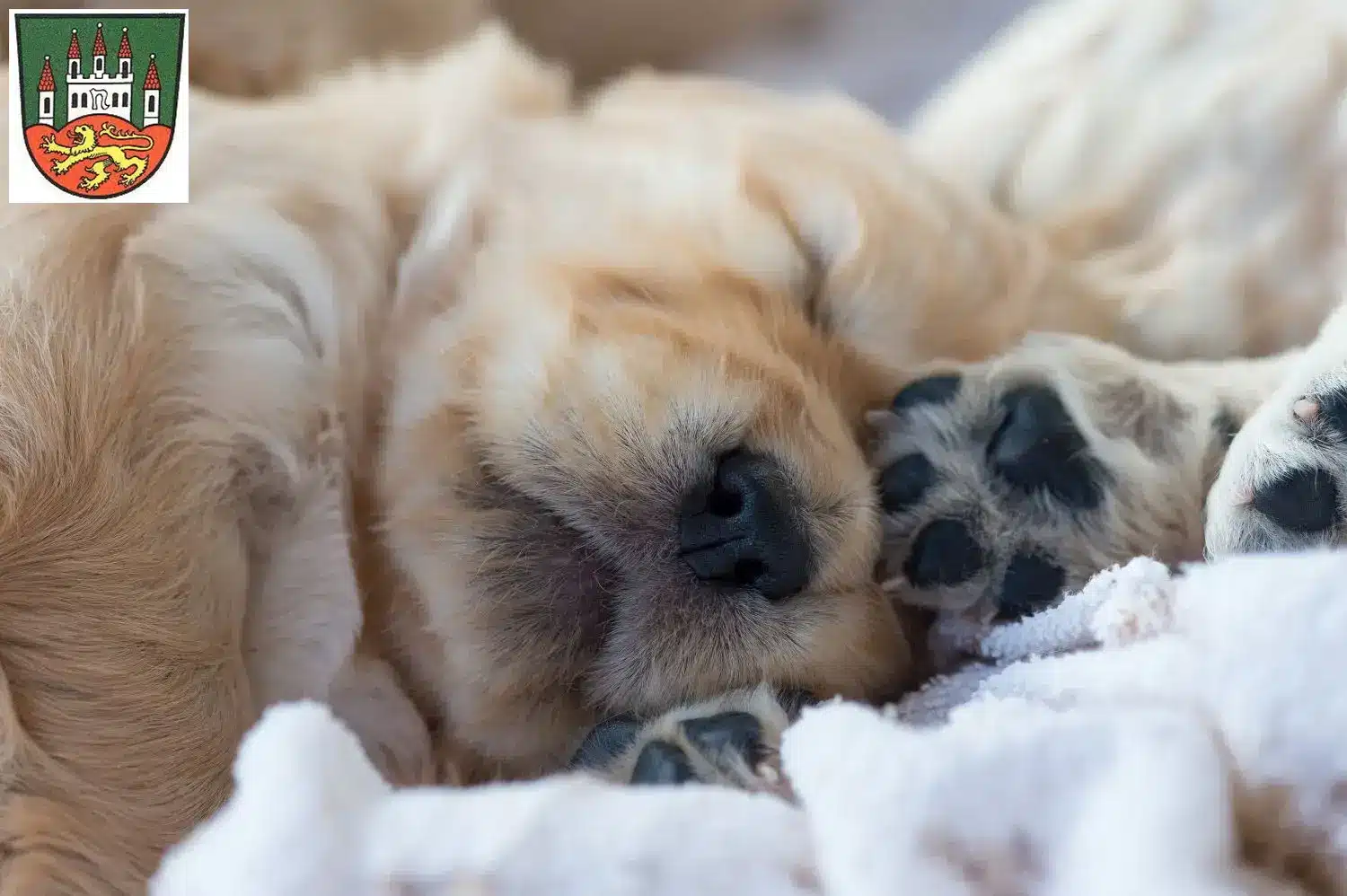 Mehr über den Artikel erfahren Golden Retriever Züchter und Welpen in Northeim