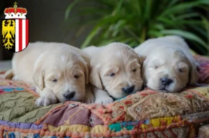 Mehr über den Artikel erfahren Golden Retriever Züchter und Welpen in Oberösterreich