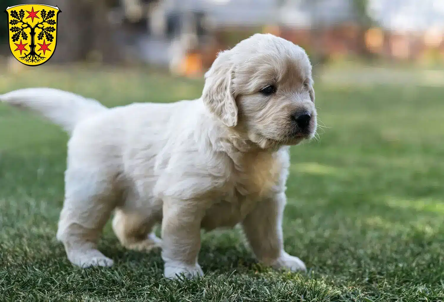 Mehr über den Artikel erfahren Golden Retriever Züchter und Welpen im Odenwald