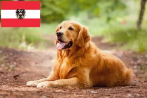 Mehr über den Artikel erfahren Golden Retriever Züchter und Welpen in Österreich