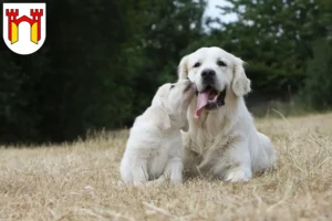 Mehr über den Artikel erfahren Golden Retriever Züchter und Welpen in Offenburg