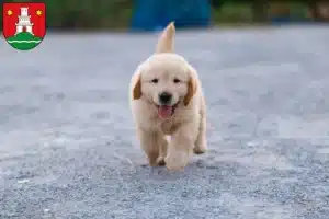 Mehr über den Artikel erfahren Golden Retriever Züchter und Welpen in Pinneberg