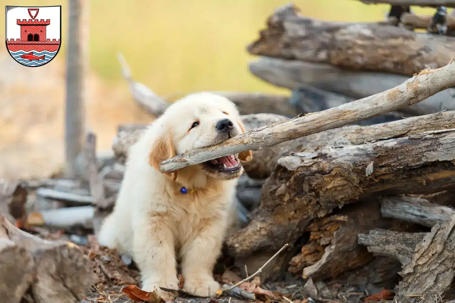 Mehr über den Artikel erfahren Golden Retriever Züchter und Welpen in Plön