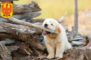 Mehr über den Artikel erfahren Golden Retriever Züchter und Welpen in Potsdam