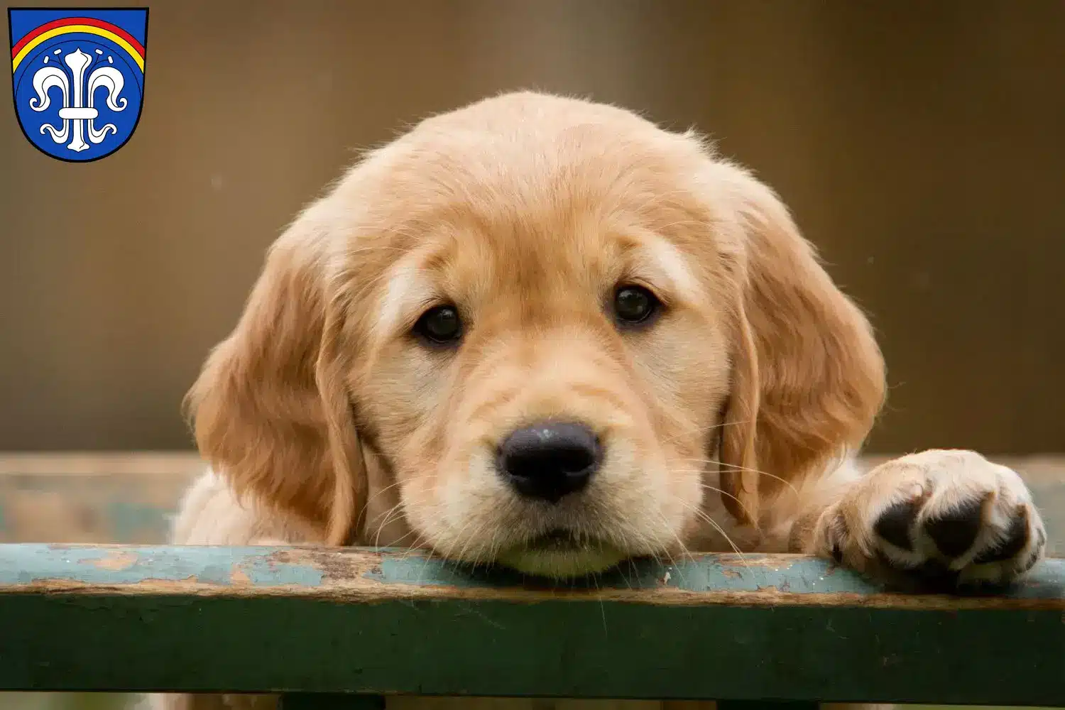 Mehr über den Artikel erfahren Golden Retriever Züchter und Welpen in Regen (Stadt)