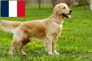 Mehr über den Artikel erfahren Golden Retriever Züchter und Welpen auf Réunion