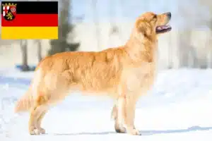 Mehr über den Artikel erfahren Golden Retriever Züchter und Welpen in Rheinland-Pfalz