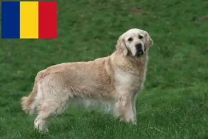 Mehr über den Artikel erfahren Golden Retriever Züchter und Welpen in Rumänien