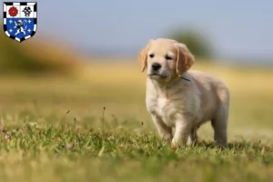 Mehr über den Artikel erfahren Golden Retriever Züchter und Welpen in Saarbrücken