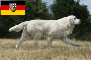 Mehr über den Artikel erfahren Golden Retriever Züchter und Welpen im Saarland