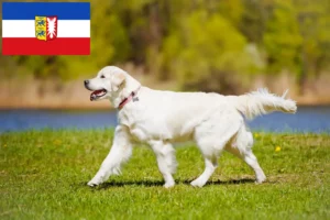 Mehr über den Artikel erfahren Golden Retriever Züchter und Welpen in Schleswig-Holstein