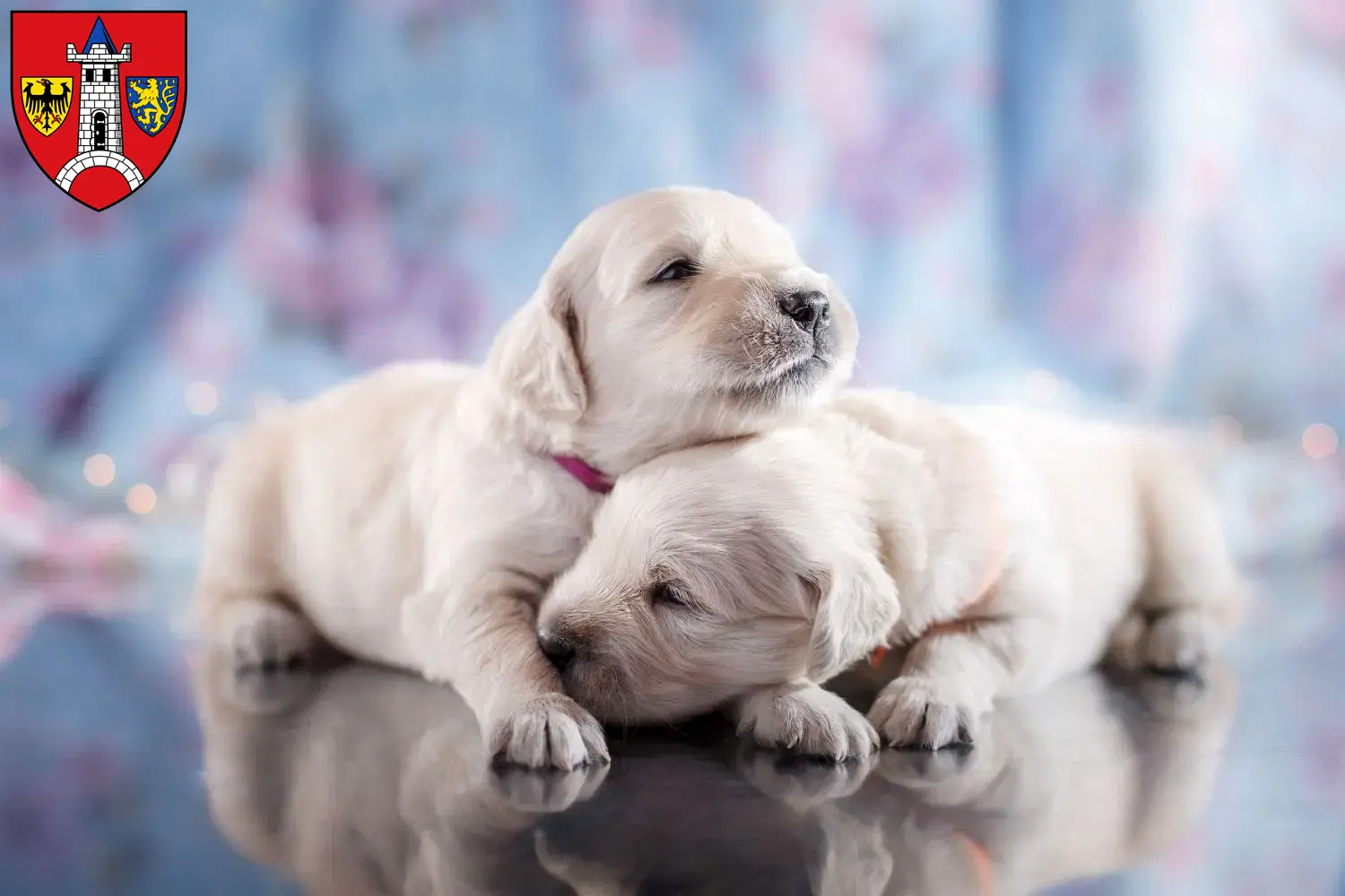 Mehr über den Artikel erfahren Golden Retriever Züchter und Welpen in Schwabach