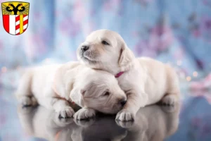 Mehr über den Artikel erfahren Golden Retriever Züchter und Welpen in Schwaben