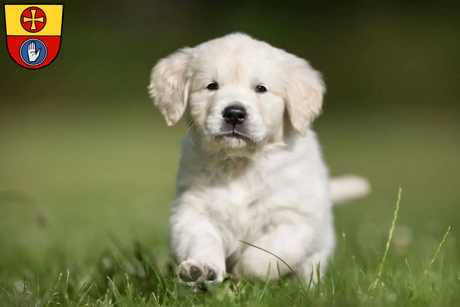 Mehr über den Artikel erfahren Golden Retriever Züchter und Welpen in Schwäbisch Hall