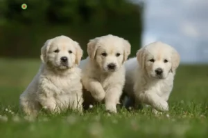 Mehr über den Artikel erfahren Golden Retriever Züchter und Welpen im Schwarzwald