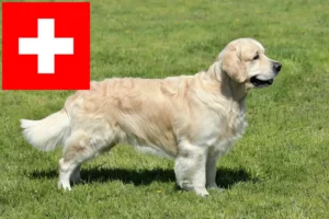 Mehr über den Artikel erfahren Golden Retriever Züchter und Welpen in der Schweiz