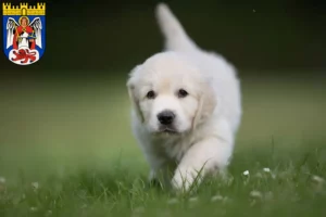 Mehr über den Artikel erfahren Golden Retriever Züchter und Welpen in Siegburg