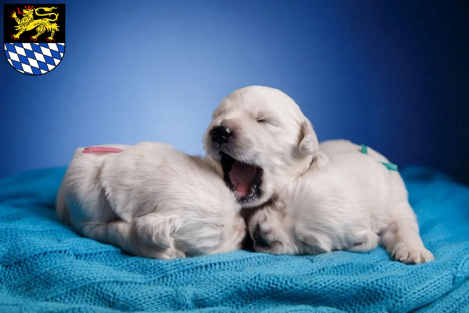 Mehr über den Artikel erfahren Golden Retriever Züchter und Welpen in Simmern/Hunsrück