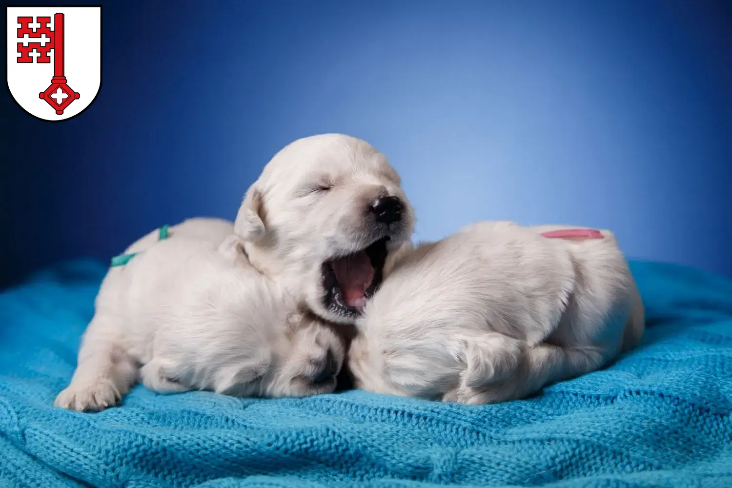 Mehr über den Artikel erfahren Golden Retriever Züchter und Welpen in Soest