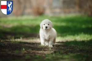 Mehr über den Artikel erfahren Golden Retriever Züchter und Welpen in St. Pölten