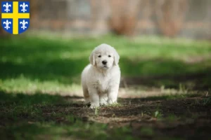 Mehr über den Artikel erfahren Golden Retriever Züchter und Welpen in St. Wendel