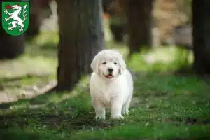 Mehr über den Artikel erfahren Golden Retriever Züchter und Welpen in Steyr