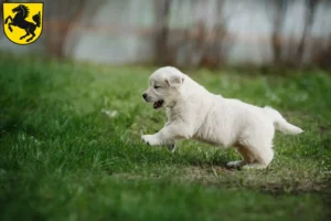 Mehr über den Artikel erfahren Golden Retriever Züchter und Welpen in Stuttgart