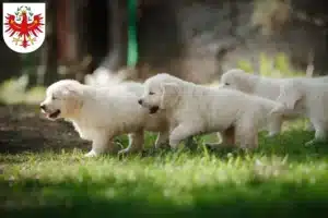 Mehr über den Artikel erfahren Golden Retriever Züchter und Welpen in Tirol